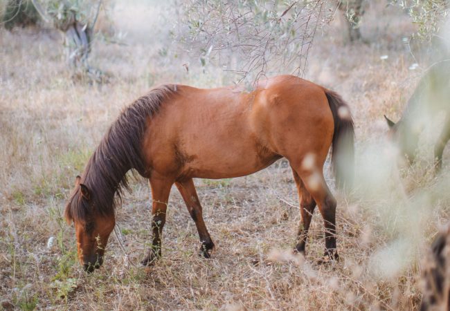 cavallo